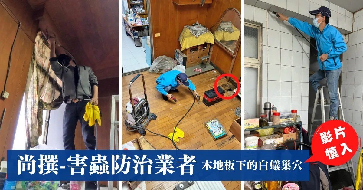 台南除白蟻實錄：木地板下竟是白蟻巢穴，尚撰專業打藥根除