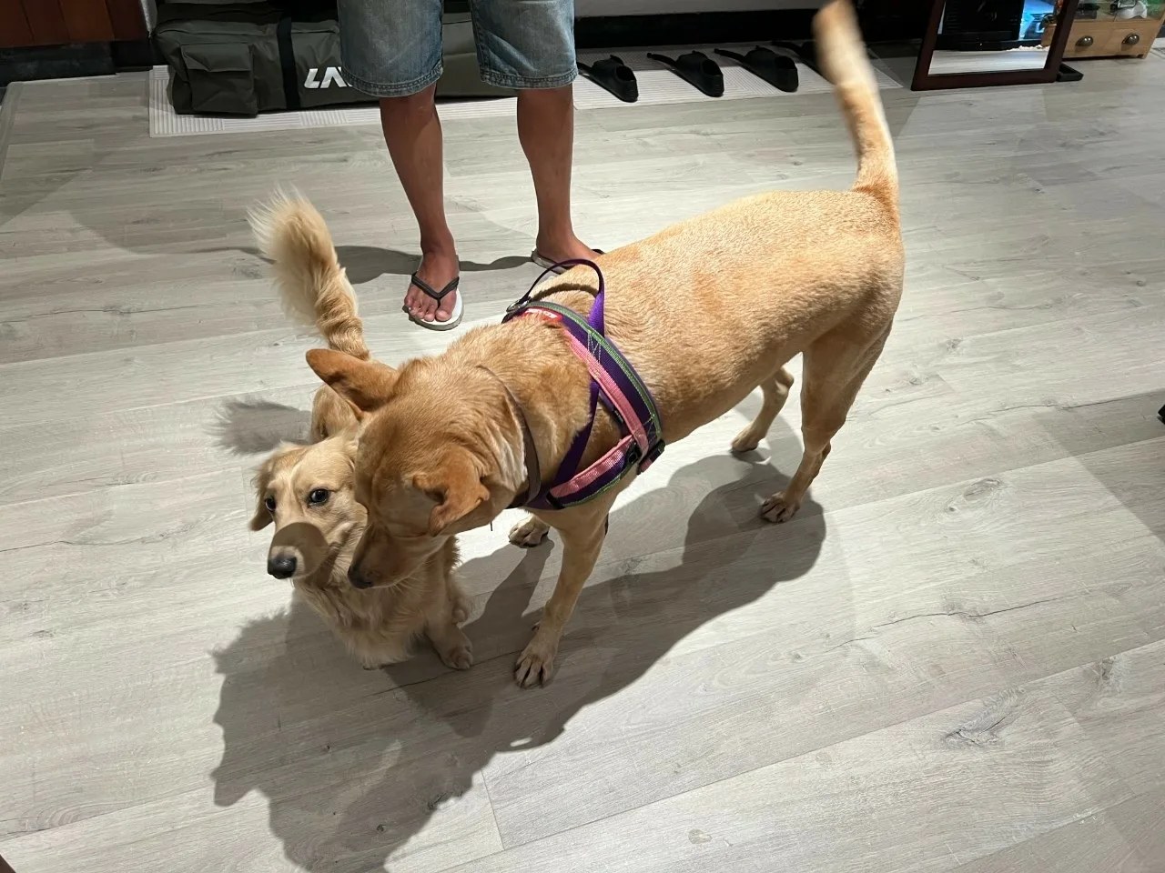 狗狗在鋪了快步地板的店裡自在走動