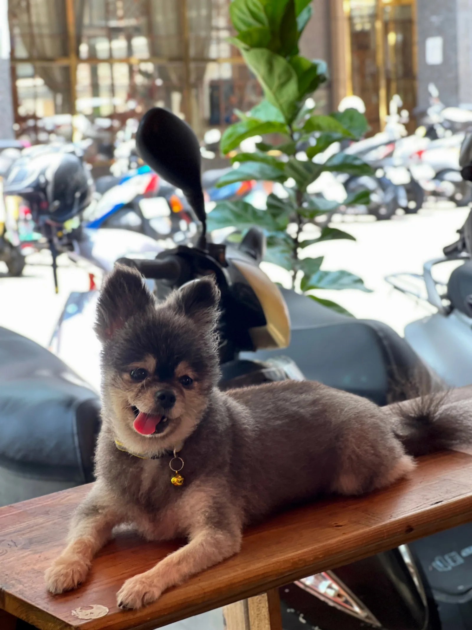 超乖的店狗